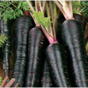 Black Carrot Seed