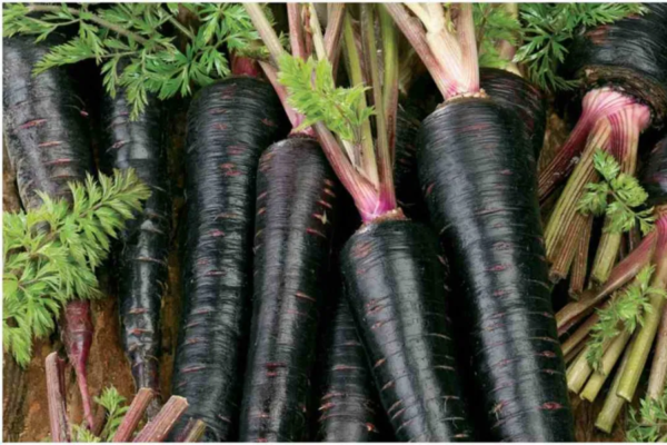 Black Carrot Seed