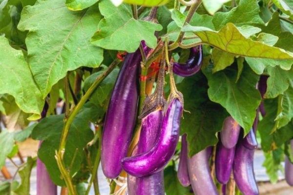 Brinjal Purple Long Seed