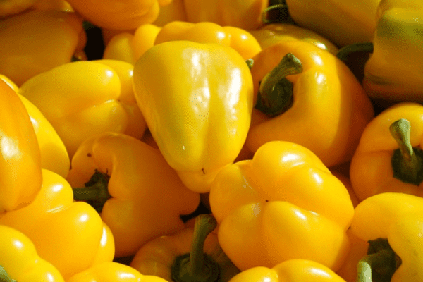 Capsicum Yellow Wonder Seed