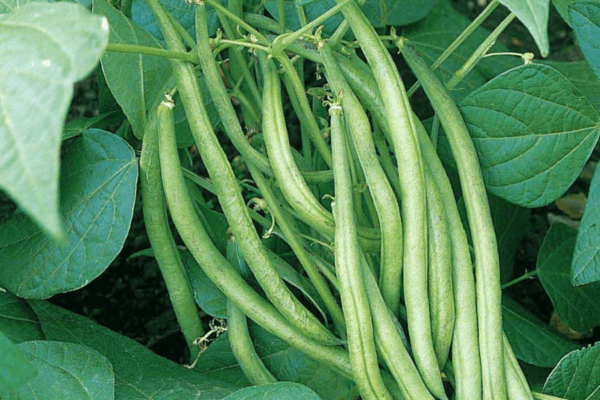 Climbing Green Beans Seed