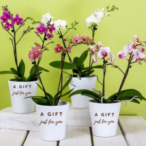 Corporate Plant Gifting