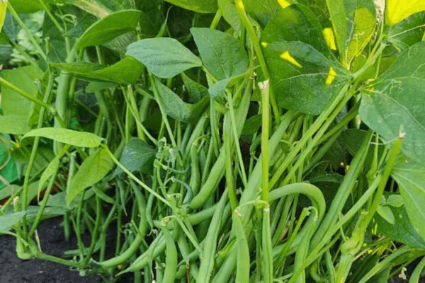 French Beans Bush Type Seed