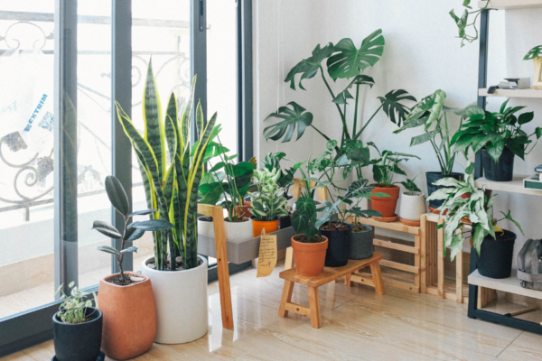 Indoor plants for cleaning air in your home and removing the toxins