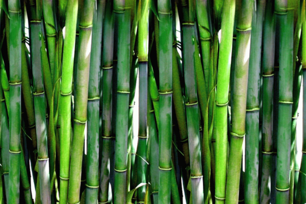 Lucky Bamboo Tree Saplings