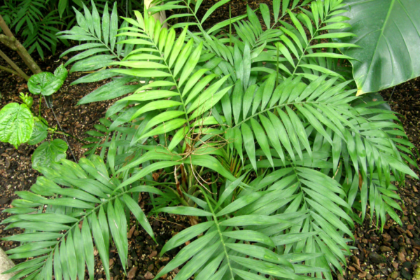 Parlor Palm Plant Sapling