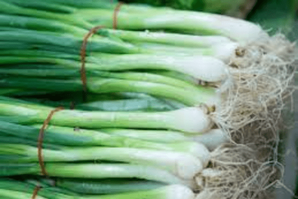 Spring Onion Seed