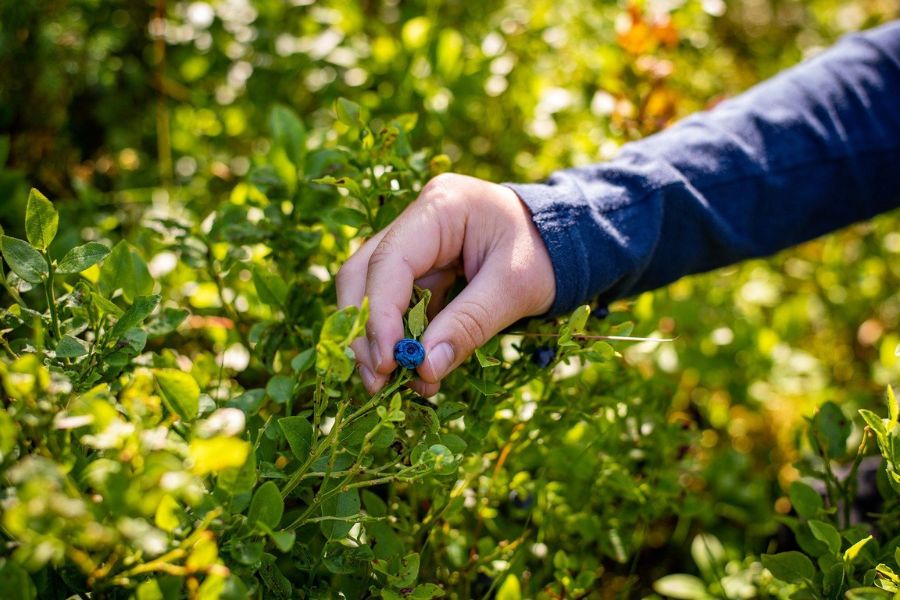 Hand picking a blueberry from a healthy plant in a balcony garden, showcasing plant care tips for small-scale gardening and healthy plant growth