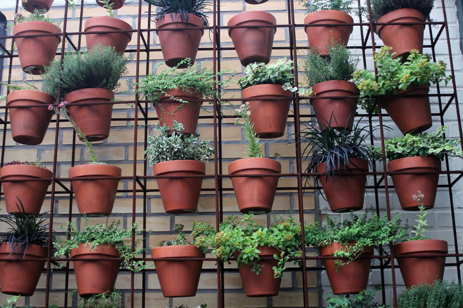 Top 10 plants to grow indoors in your balcony garden