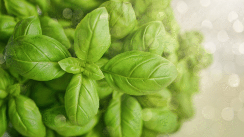 Top 10 Basil Leaves Supplier Near Me In Mumbai